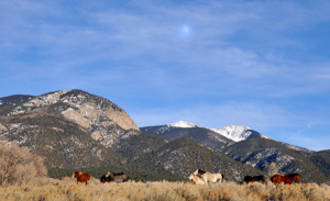 Horses at Arroyo Seco