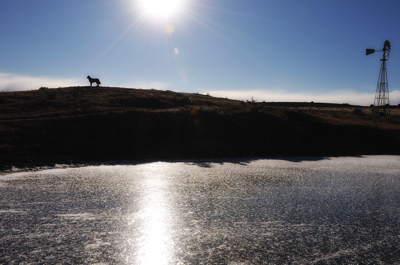 Django on Max Evans's ranch