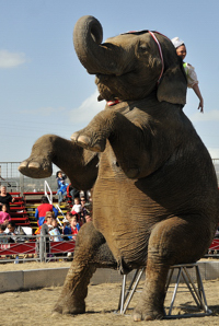 Carson & Barnes Circus elephant