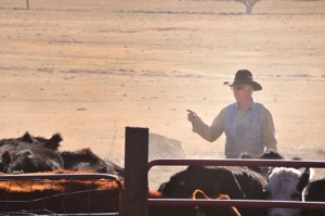 Brown Ranch branding, 2012, Dry Cimarron Valley NM