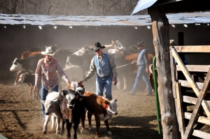 Brown Ranch branding, 2012, Dry Cimarron Valley NM