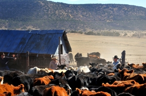 Brown Ranch branding, 2012, Dry Cimarron Valley NM