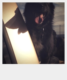 Django in truck - CameraBag by Tim Keller