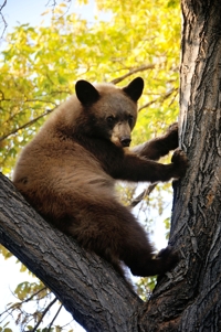 Brown bear cub in a tree