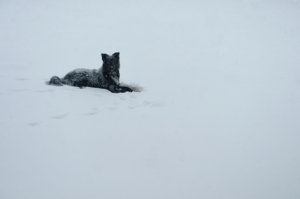 Django, border collie in snow