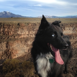 Django at Taos Gorge, border collie