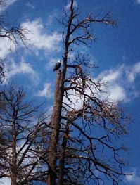 Bald eagle at Lake Maloya, Sugarite Canyon State Park, Raton