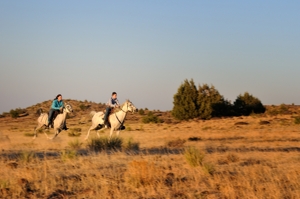 Marcia Hefker and son Cy Brower racing on their Hindi Arabian horses