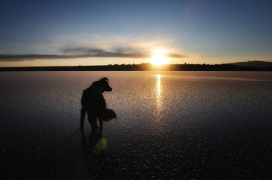 Django (border collie) on frozen Weatherly Lake in Union County, NM