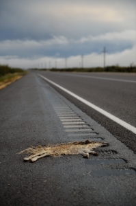 Wile E. Coyote - roadkill in southern New Mexico