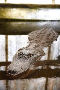 Morris the Alligator, Colorado Gators 2016