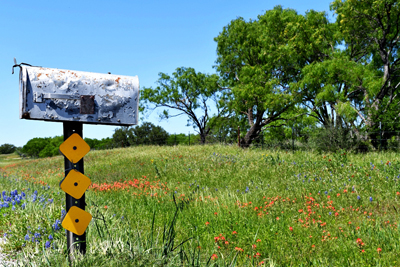 Texas bluebonnets & Indian paintbrush wildflowers