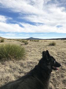 Django, Border Collie hiking in New Mexico