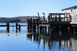 Bodega Bay