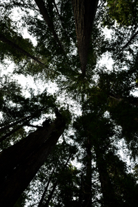 California redwoods