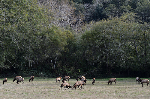 Elk Tussle in the California redwoods