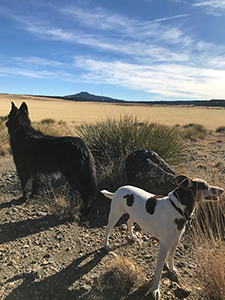 Hiking dogs at Raton, New Mexico - border collie and JRT
