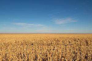 Kansas cornfield stubble in January