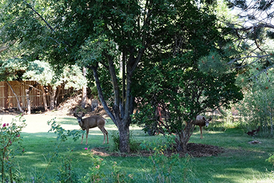 Deer in yard, Raton NM