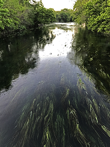 San Marcos River at San Marcos, Texas