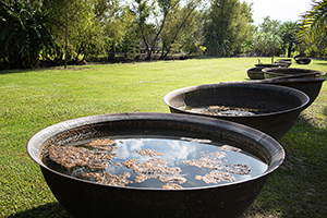 sugar cane pots used by slaves, Whitney Plantation