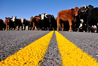cattle drive, photograph, Western Horseman, Tim Keller, Centerline