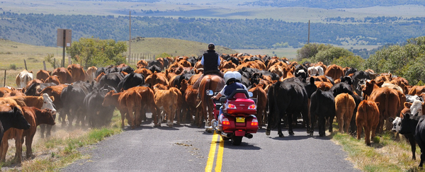 motorcycle behind cattle drive, photography by Tim Keller