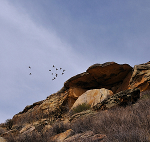 swallows in southeastern Colorado