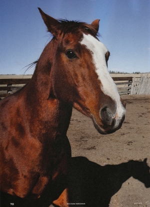 Arabian Wind - Western Horseman